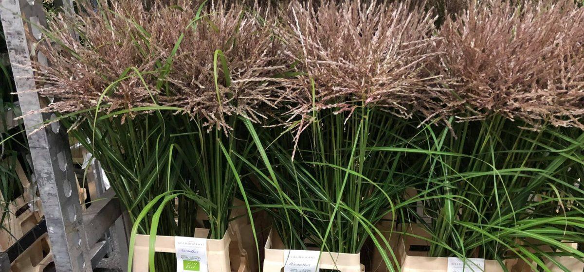Miscanthus - Cut Flowers - on Thursd for Peter's weekly Menu