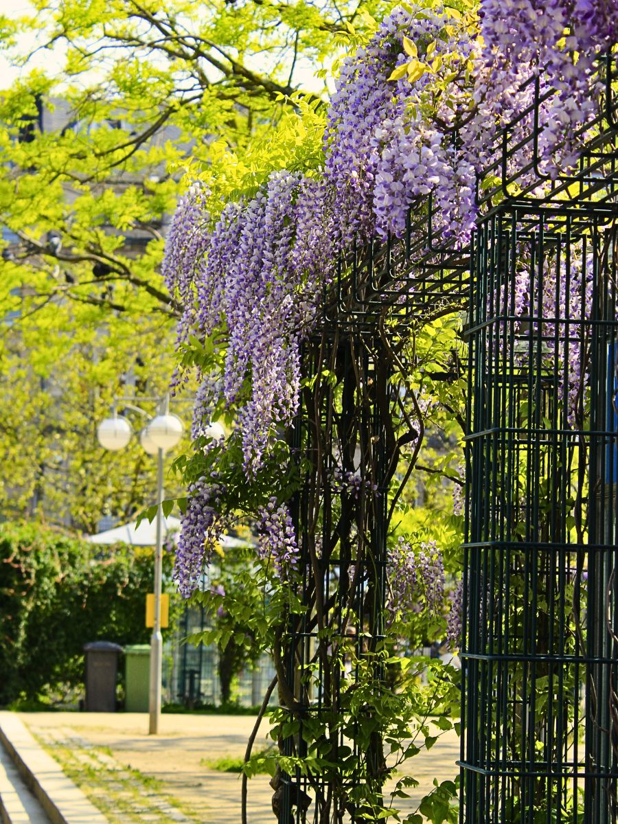 Sweet-Scented Plants That Will Infuse Your Spring Garden With Their Fragrance