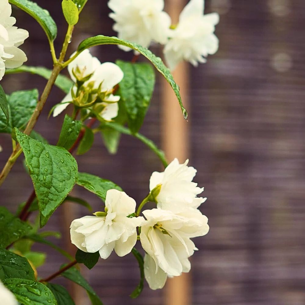 Sweet-Scented Plants That Will Infuse Your Spring Garden With Their Fragrance