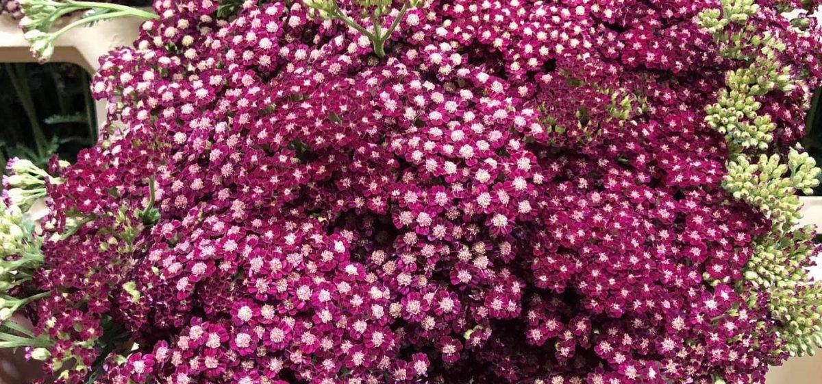 Achilea -  Cut Flowers - on Thursd for Peter's weekly Menu
