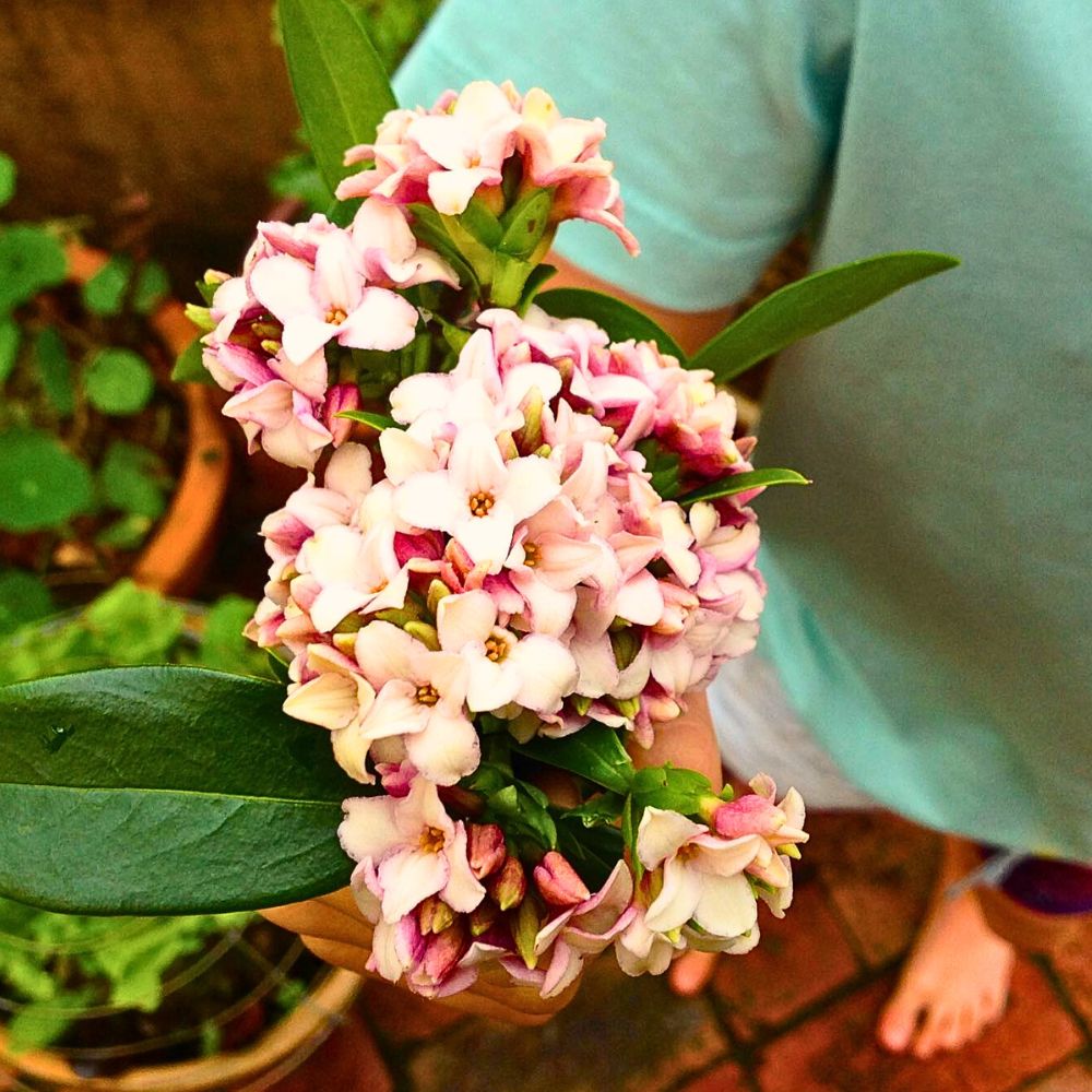 Sweet-Scented Plants That Will Infuse Your Spring Garden With Their Fragrance