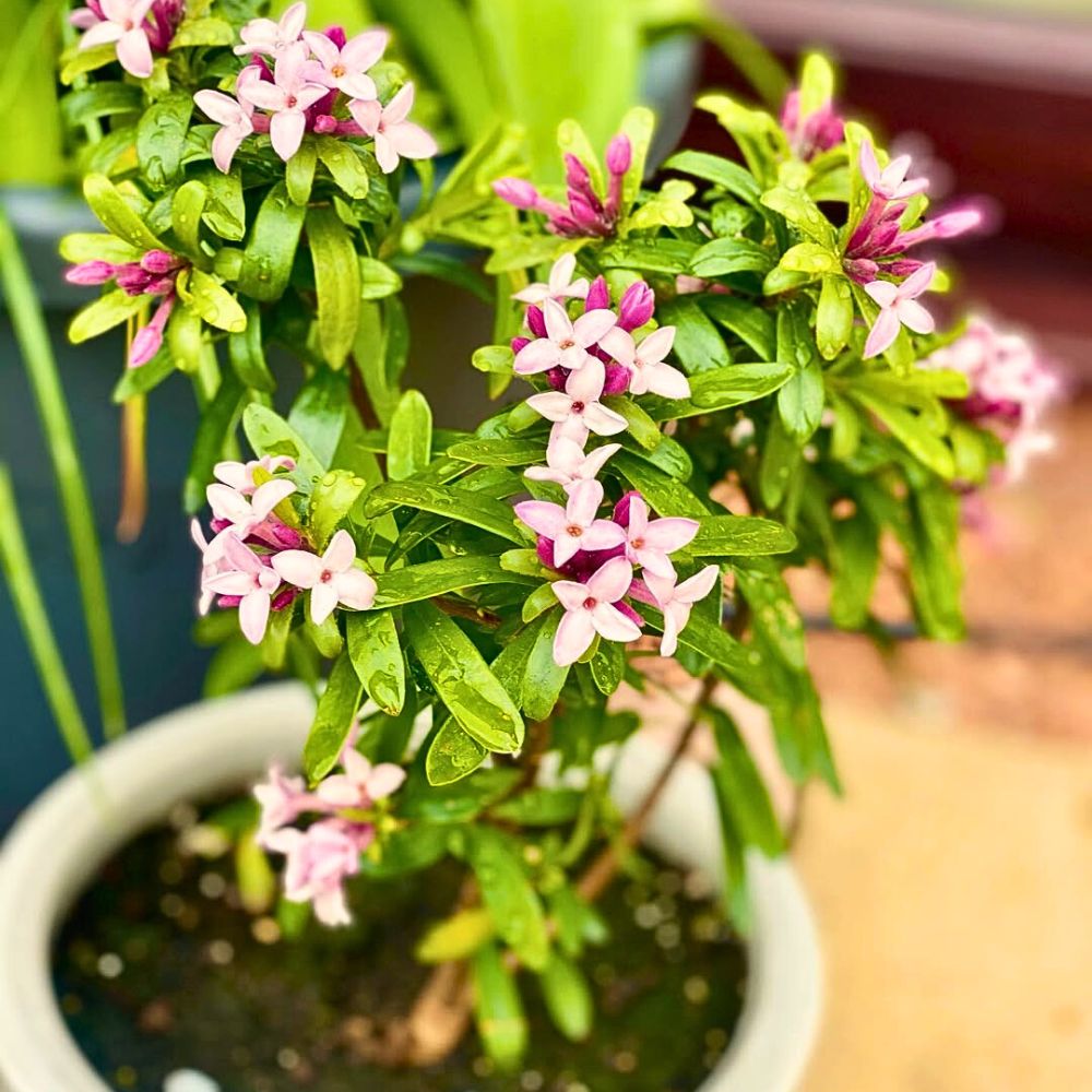 Sweet-Scented Plants That Will Infuse Your Spring Garden With Their Fragrance