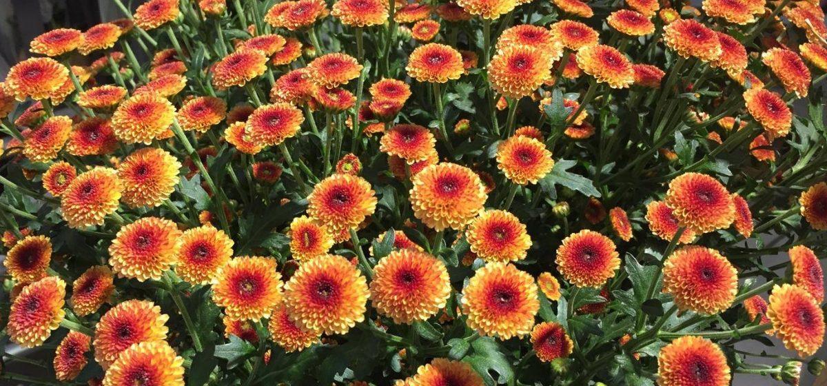 Chrysanthemum Calimero Sunrise - Kwekerij de Landscheiding   - Cut Flowers - on Thursd for Peter's weekly Menu