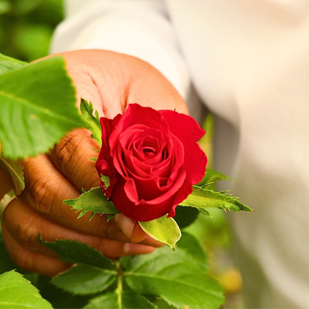 De Ruiter East Africa Open Days Showcased the Breeder’s Vast Array of Roses