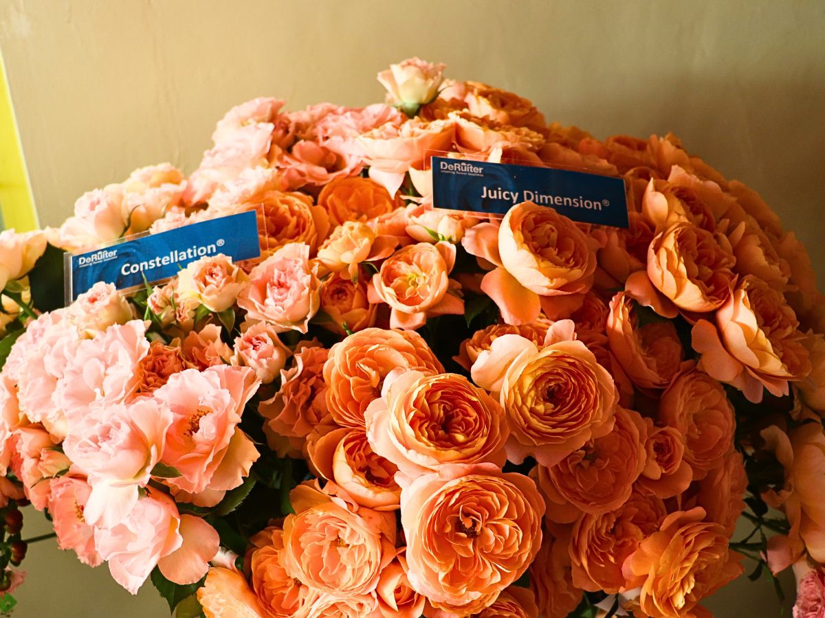 De Ruiter East Africa Open Days Showcased the Breeder’s Vast Array of Roses