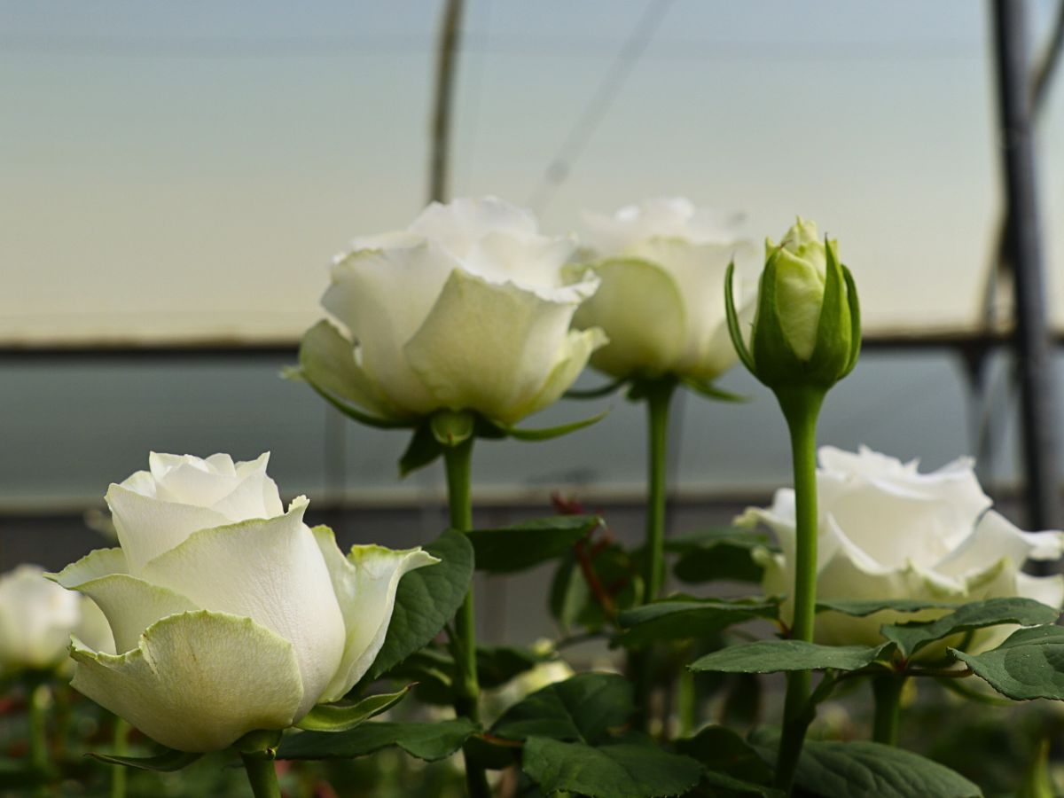 De Ruiter East Africa Open Days Showcased the Breeder’s Vast Array of Roses