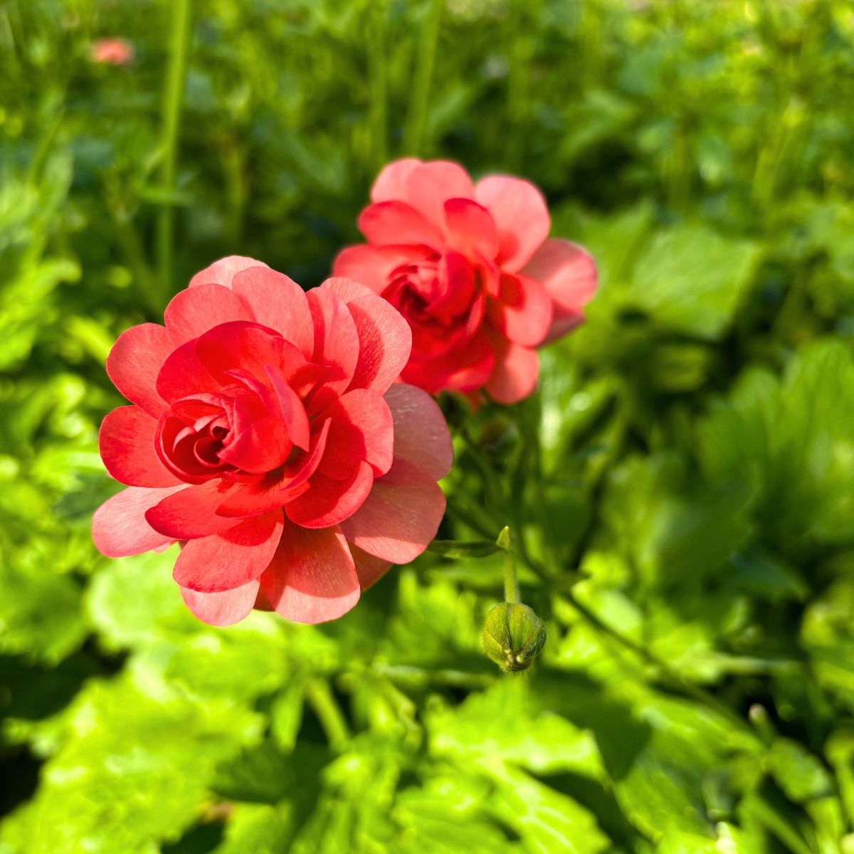 Butterfly Ranunculus by CFG