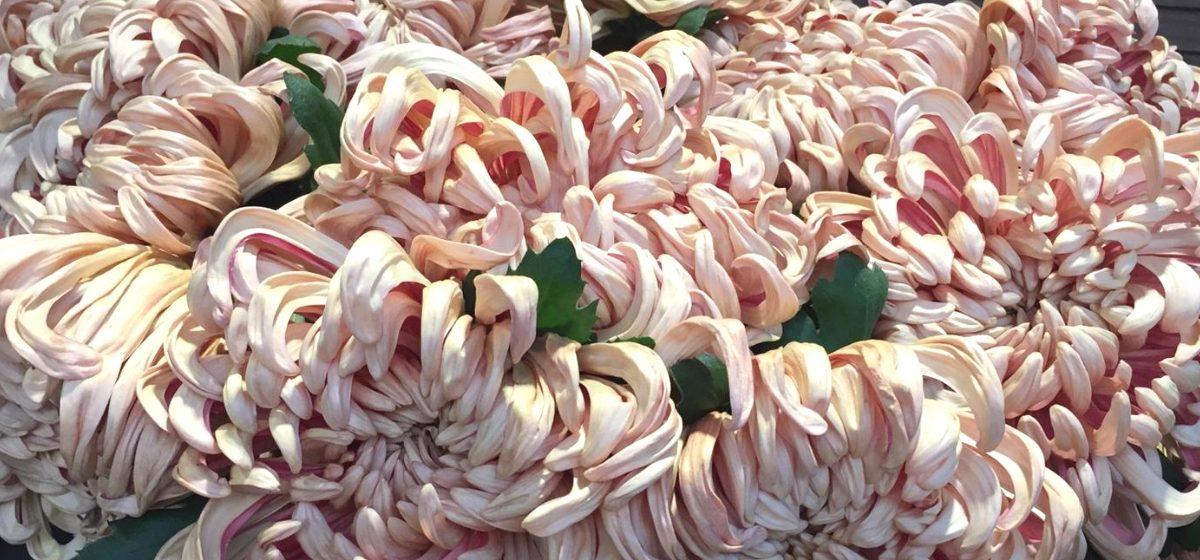 Chrysanthemum Vienna Copper - Cut Flowers - on Thursd for Peter's weekly Menu
