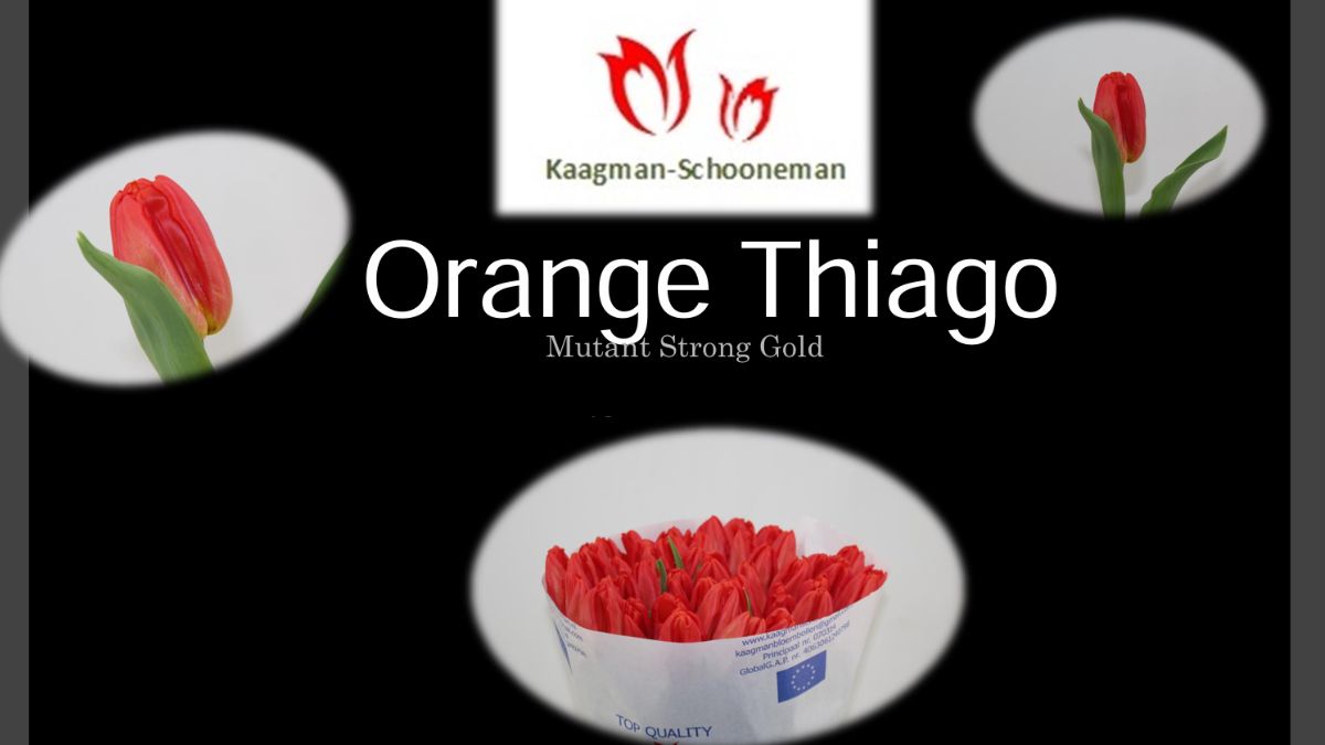 Tulip Orange Thiago by Kaagman-Schooneman