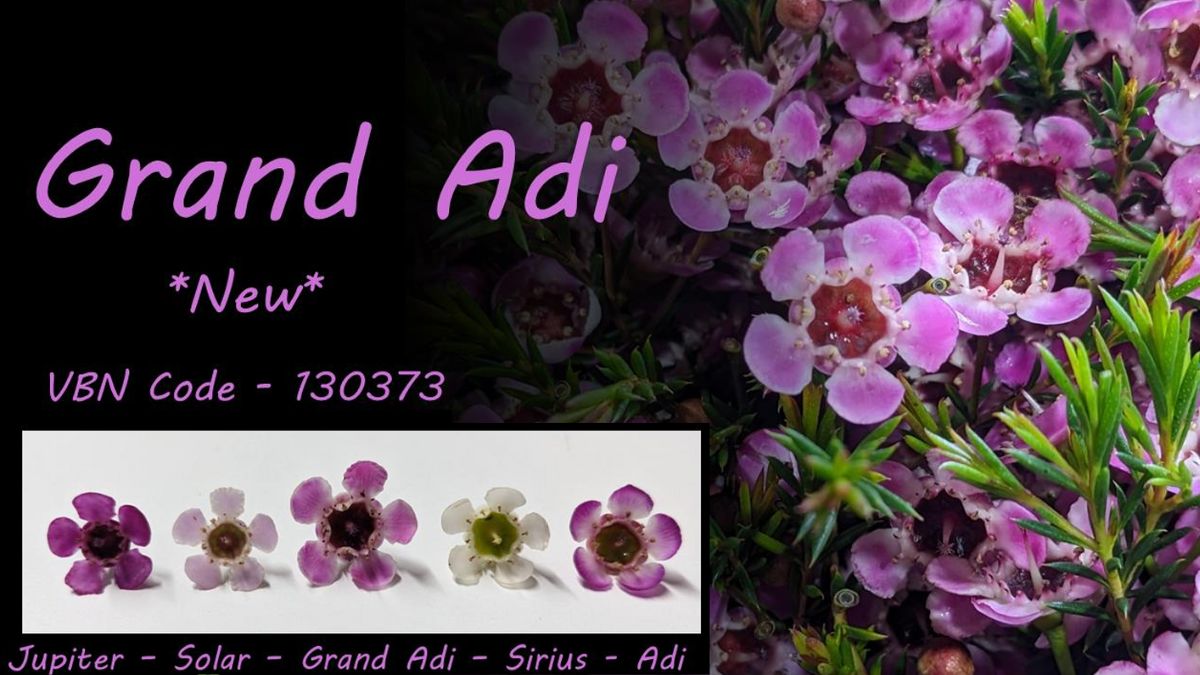 Peleg Yair Grand Aldi by Waxflower