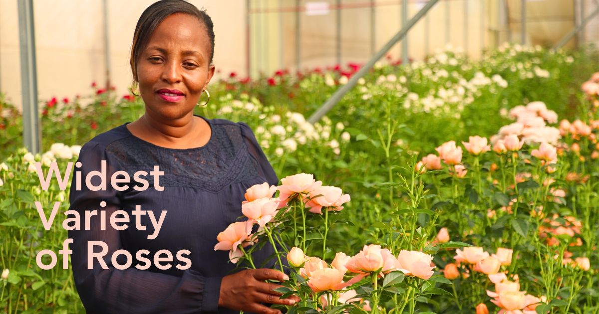 De Ruiter East Africa Open Days Showcased the Breeder’s Vast Array of Roses