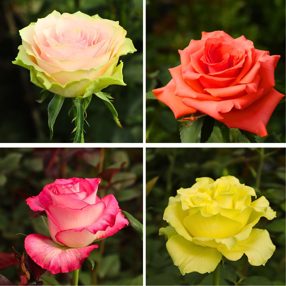 De Ruiter East Africa Open Days Showcased the Breeder’s Vast Array of Roses