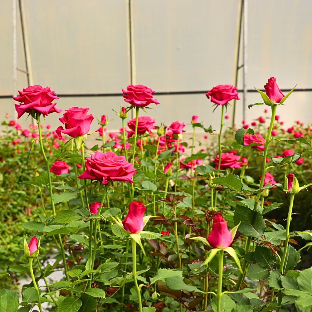 De Ruiter East Africa Open Days Showcased the Breeder’s Vast Array of Roses