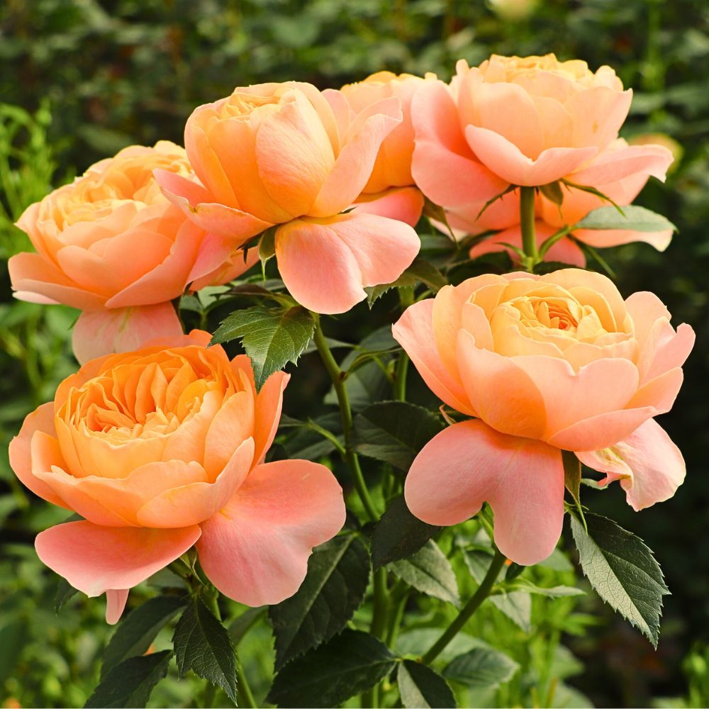 De Ruiter East Africa Open Days Showcased the Breeder’s Vast Array of Roses