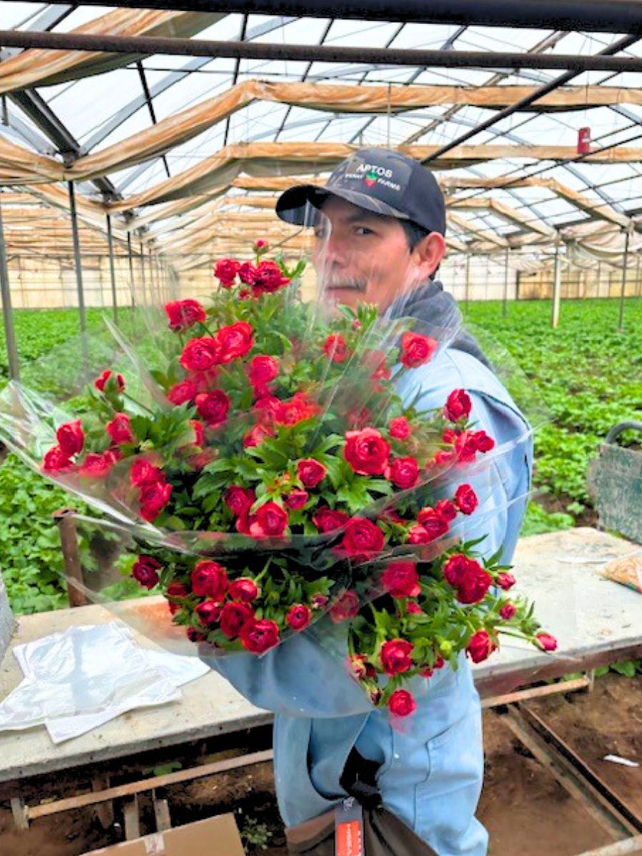 Butterfly Ranunculus in red by Continental Floral Greens