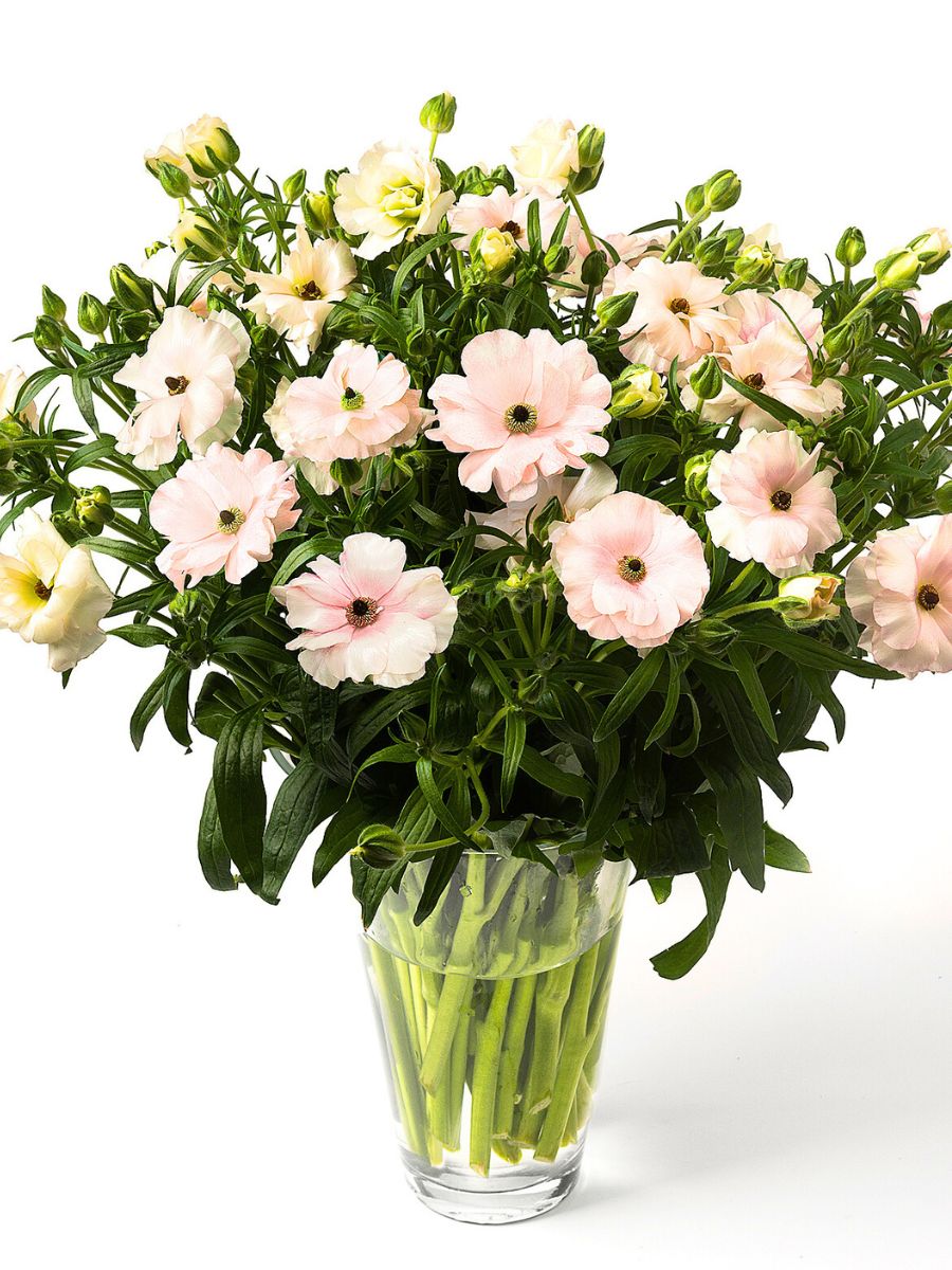 Soft white peachy butterfly ranunculus in a vase