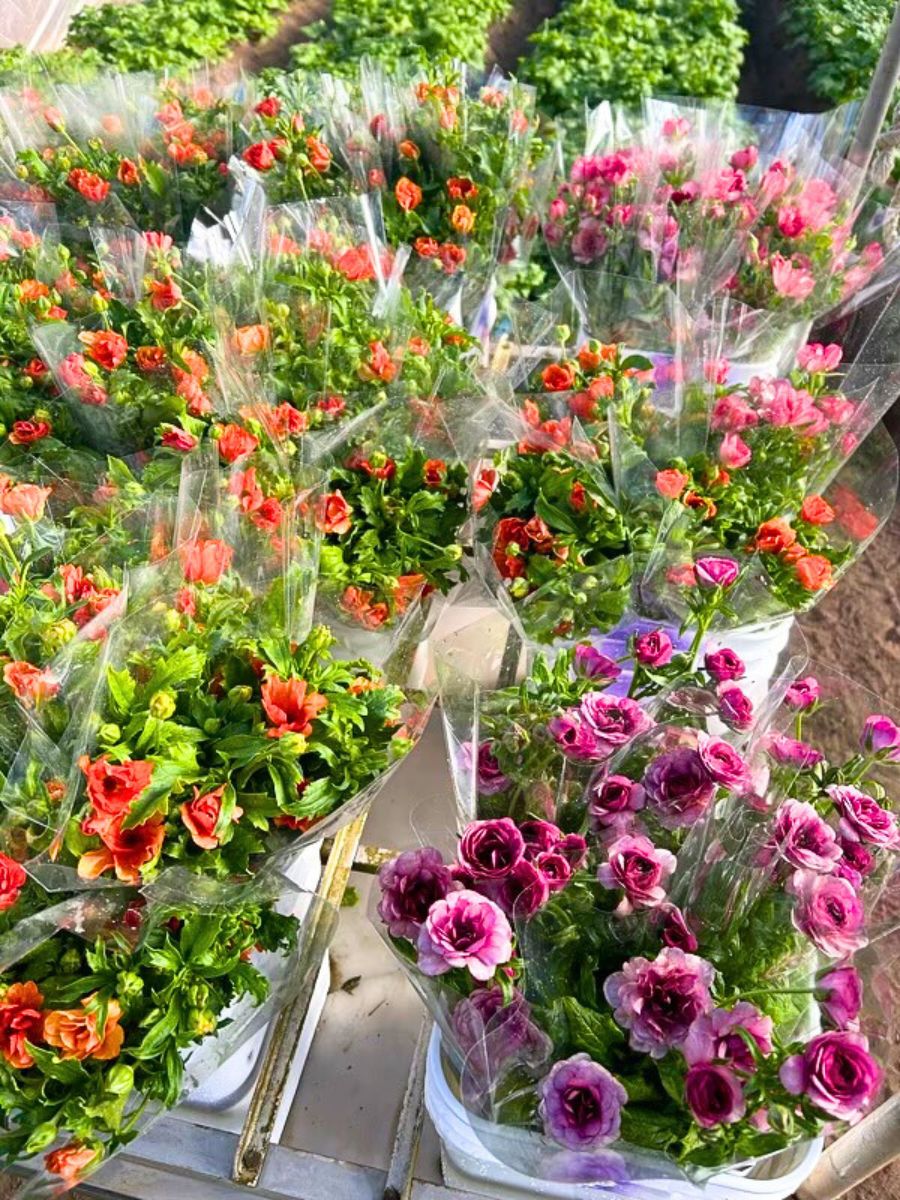 Buckets of colorful Butterfly Ranunculus by CFG