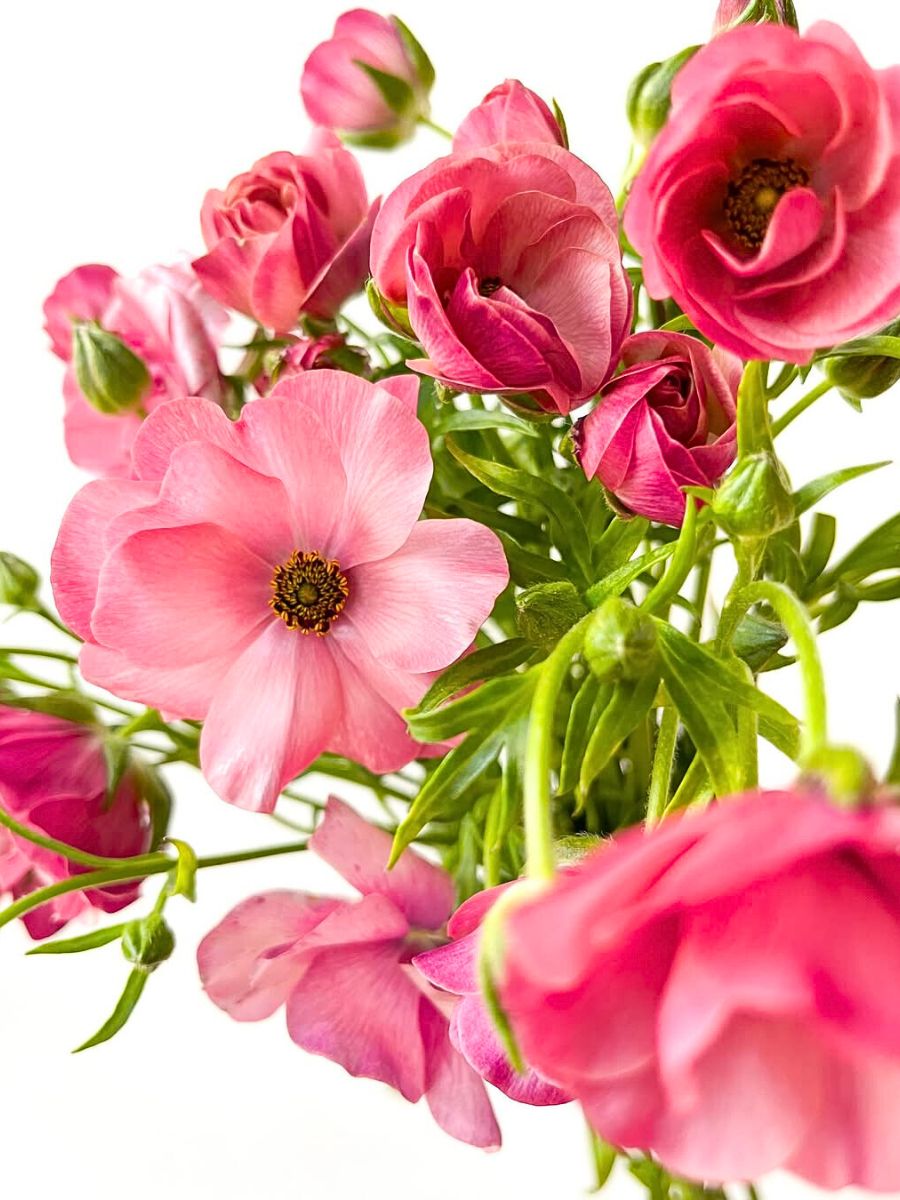 Bright pink blooming butterfly Ranunculus