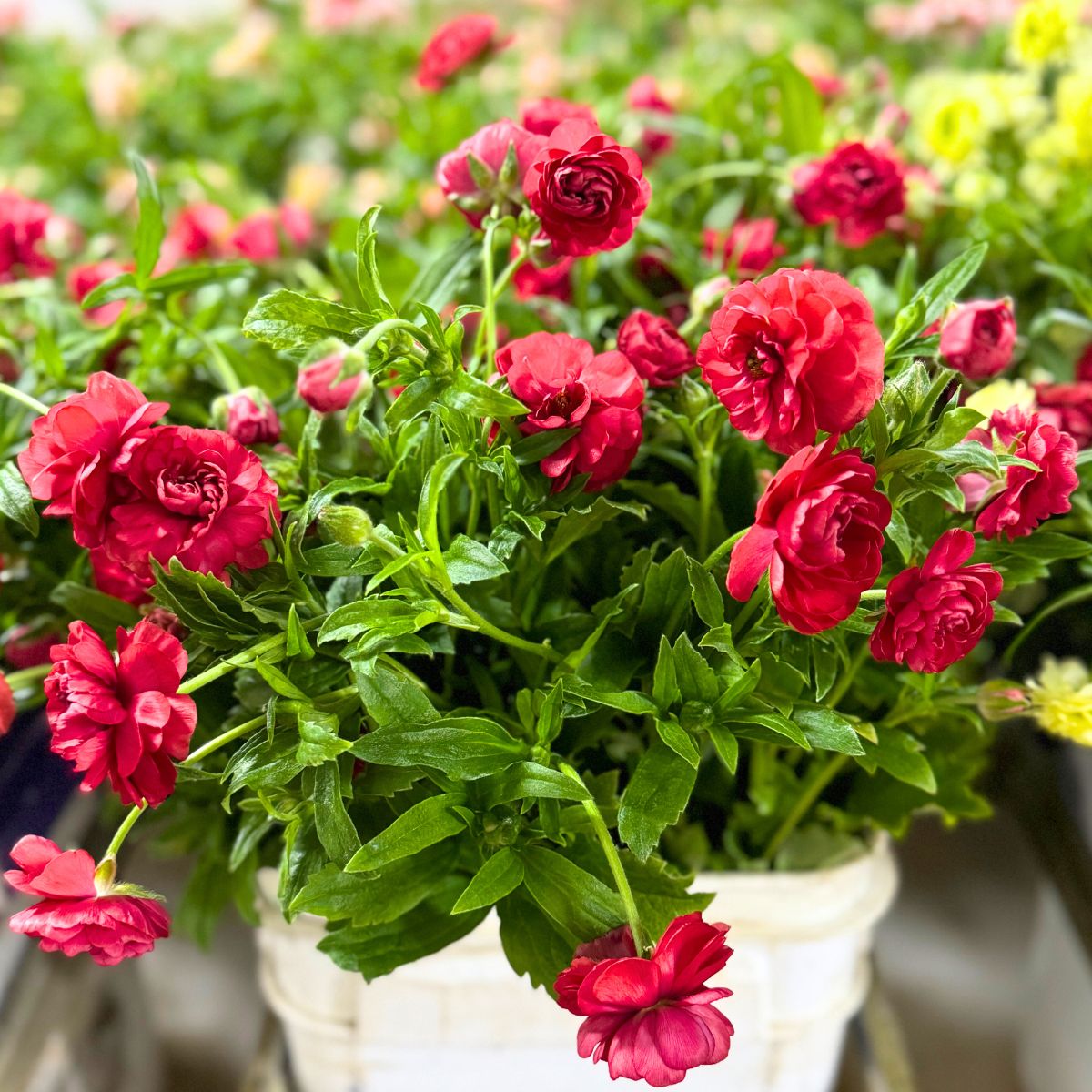 The perfection of red Ranunculus Butterfly