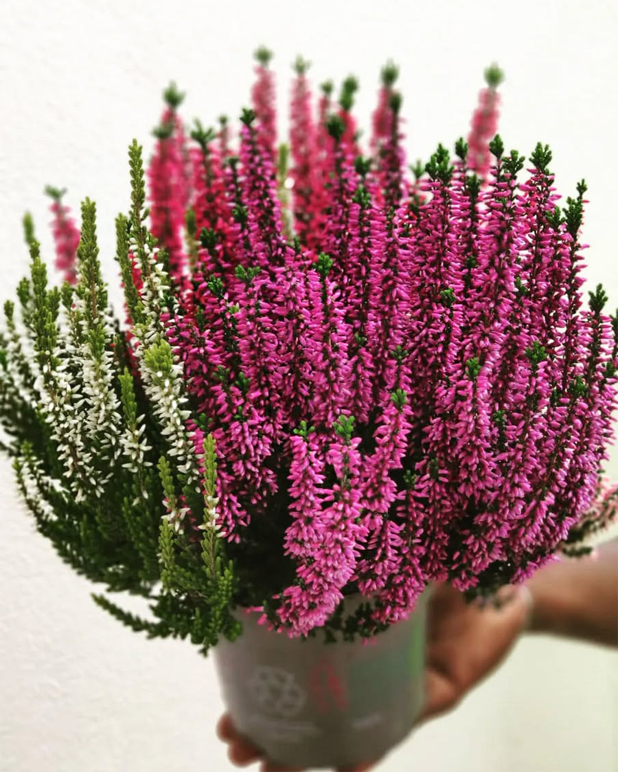 White and pink heather by kitulu.ao