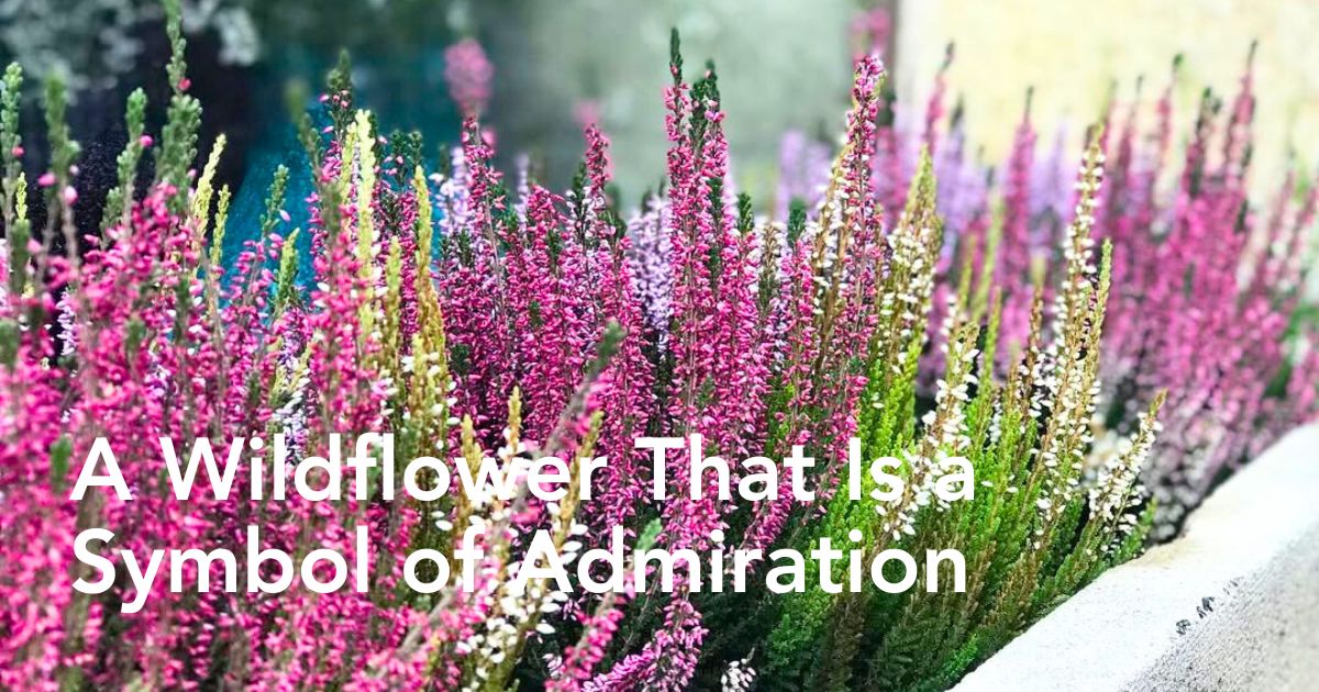 Heather flowers meaning thursd article header image