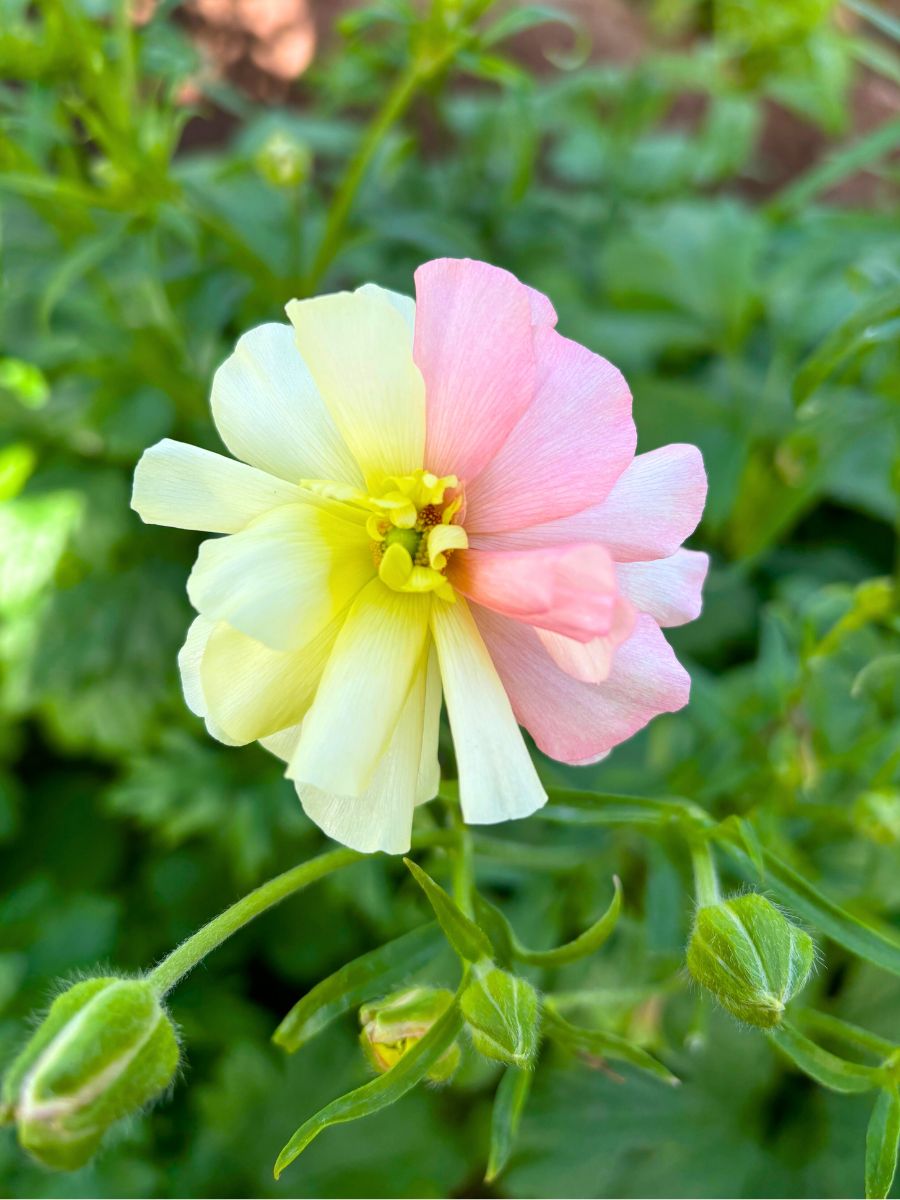 Bicolor Butterfly Ranunculus by CFG