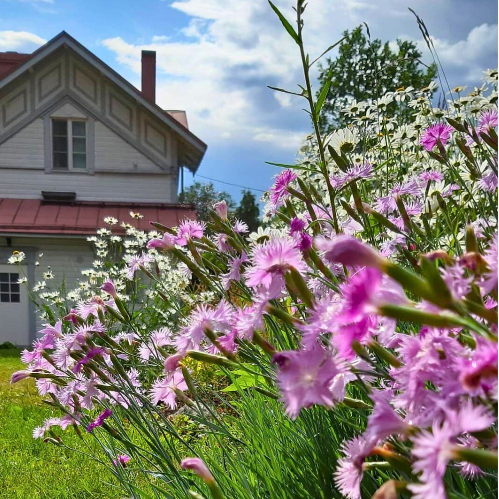 Sweet-Scented Plants That Will Infuse Your Spring Garden With Their Fragrance