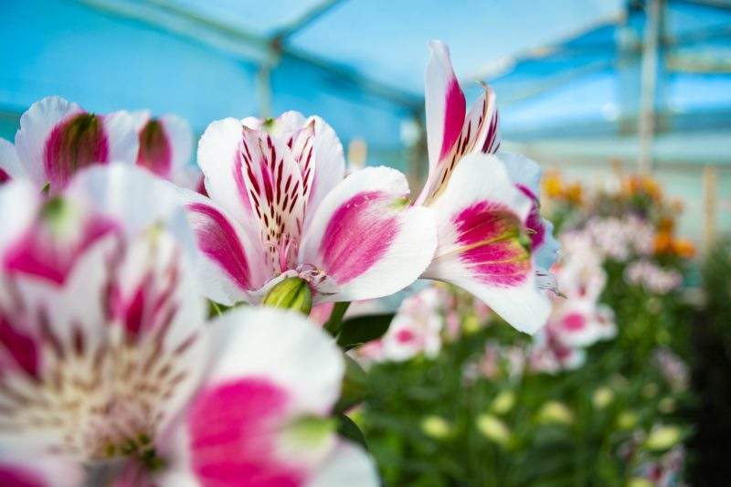 alstroemeria-perfection-article-on-thursd-2