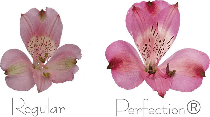 alstroemeria-perfection-article-on-thursd-3