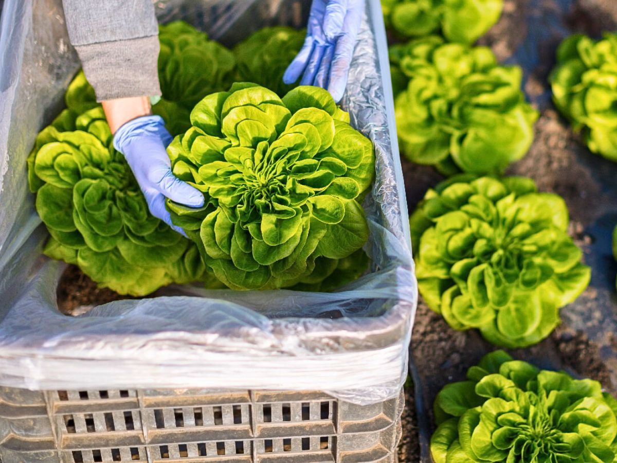 Why Sustainable Packaging Matters in the Floriculture Industry