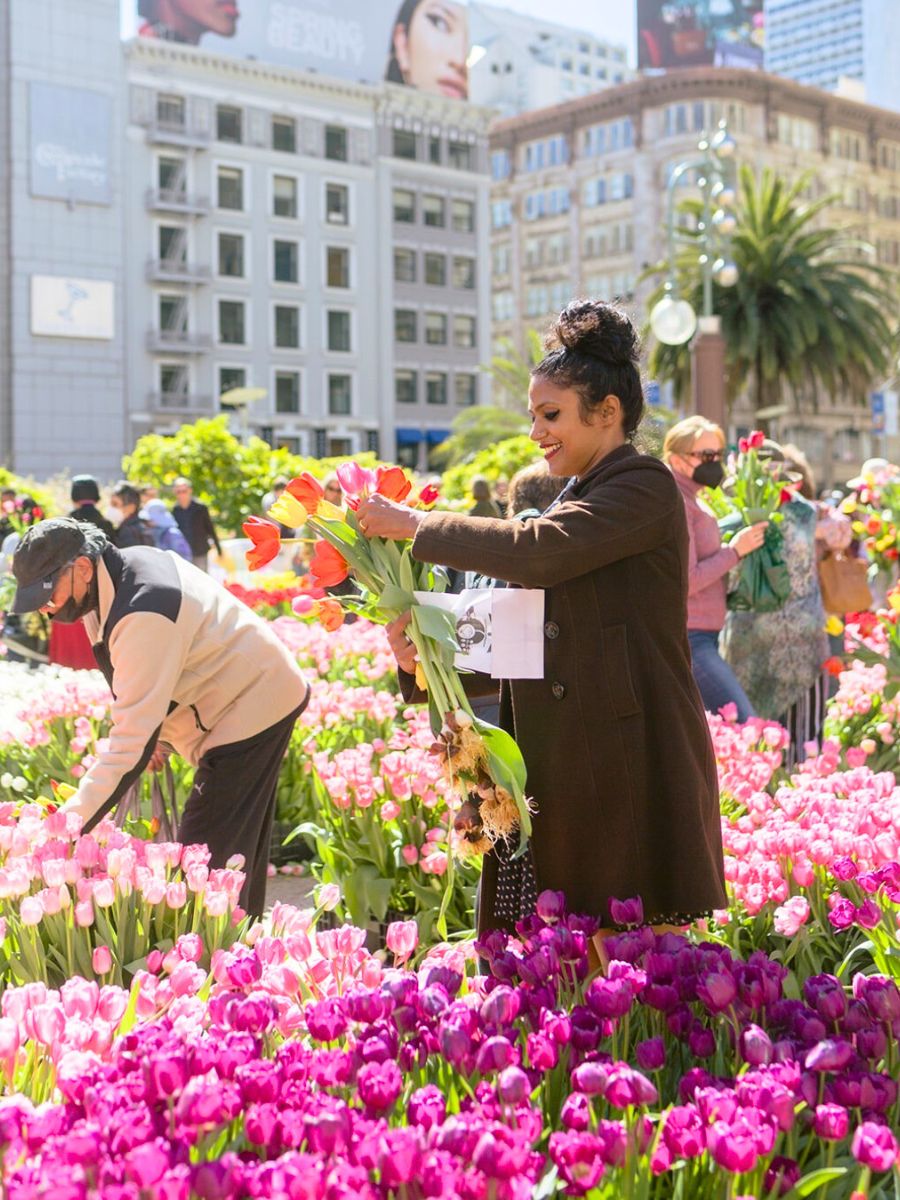 Picking tulips in Union Square