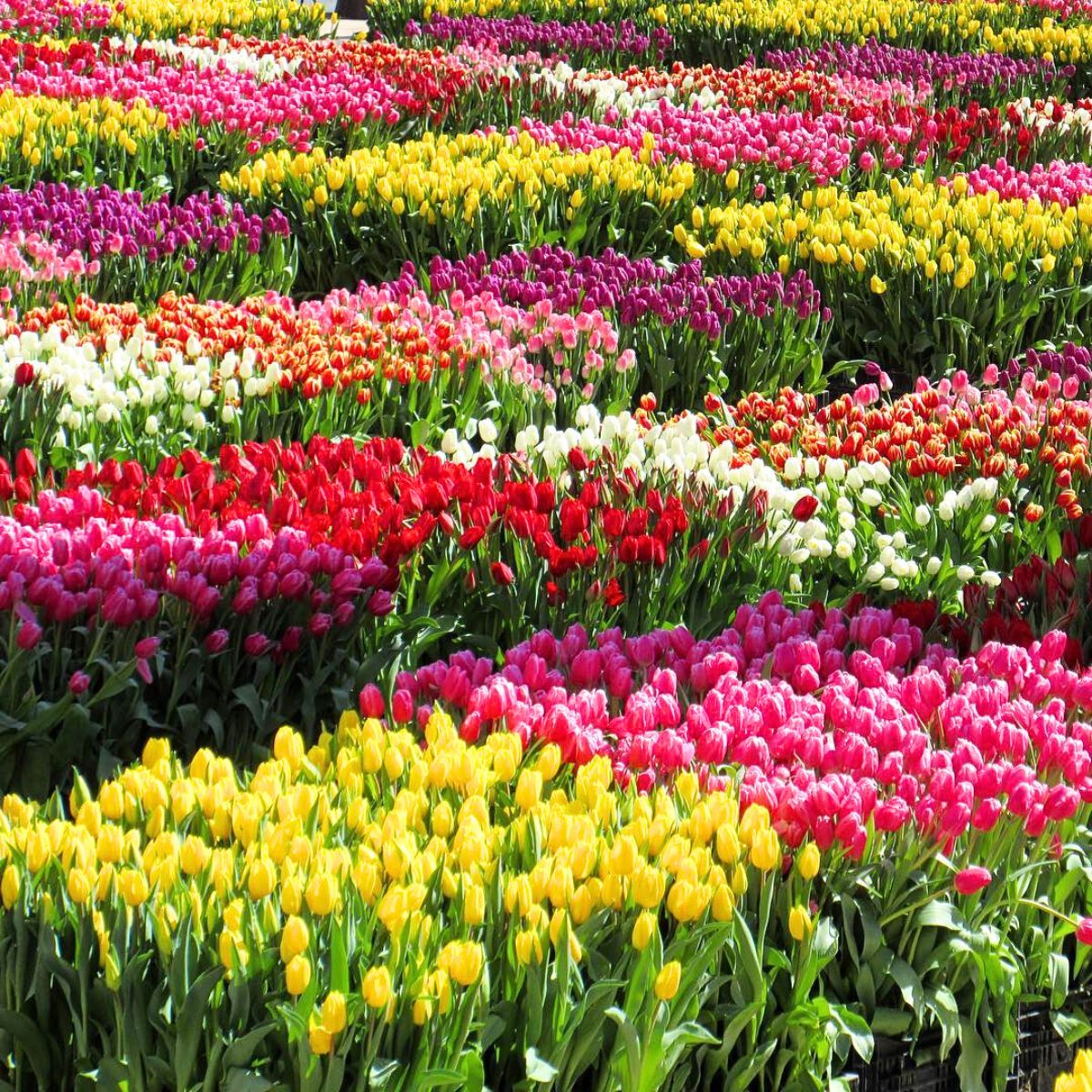 Colorful tulips in Union Square California