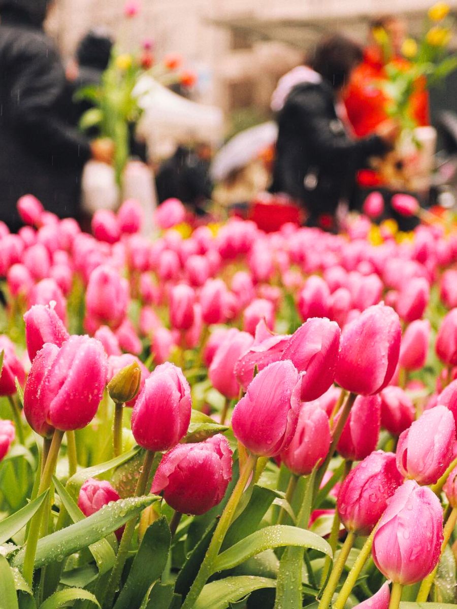 Bright pink tulips in Union Square