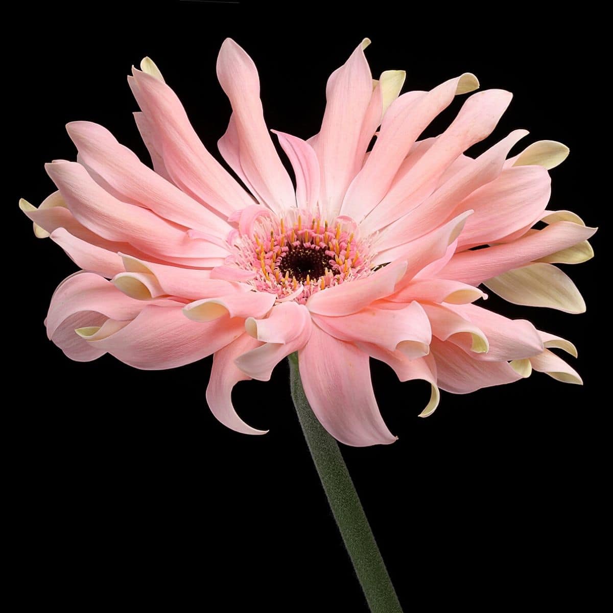 Floral Photography by Paul - Gerberas - Blog on Thursd