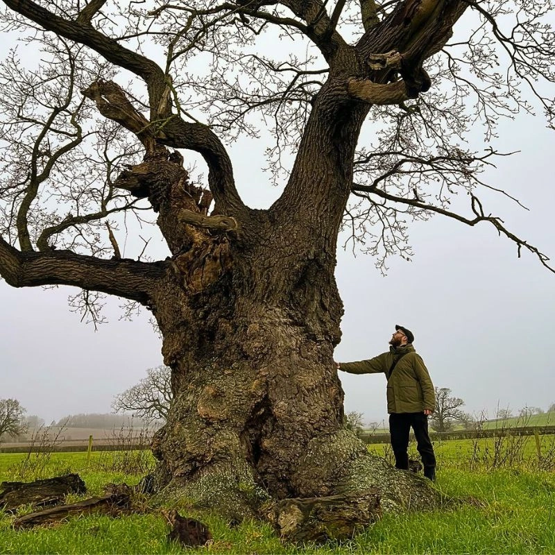 Symbolic Trees