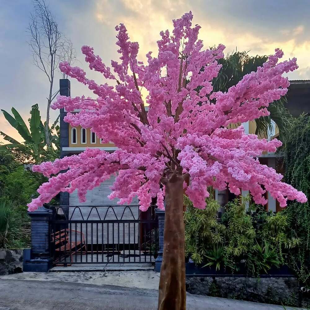 cherry blossom tree for home garden