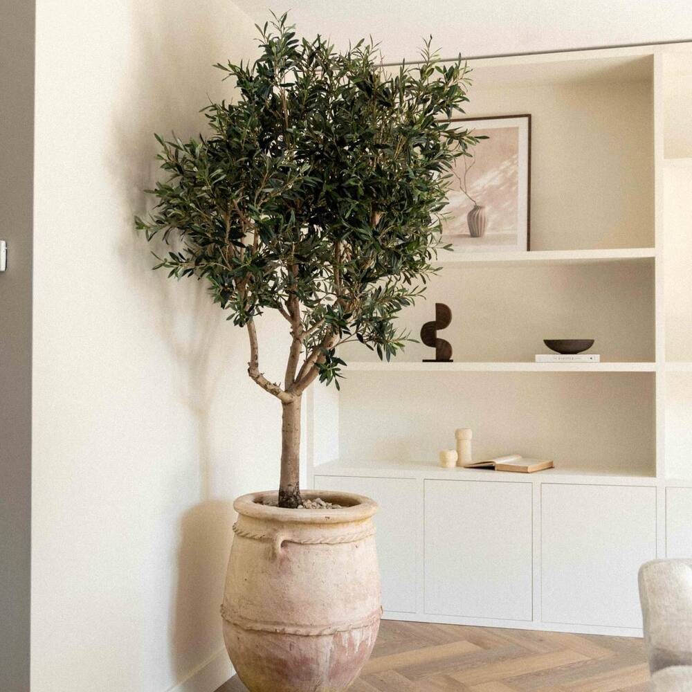 OLIVETREE for your indoor decor 