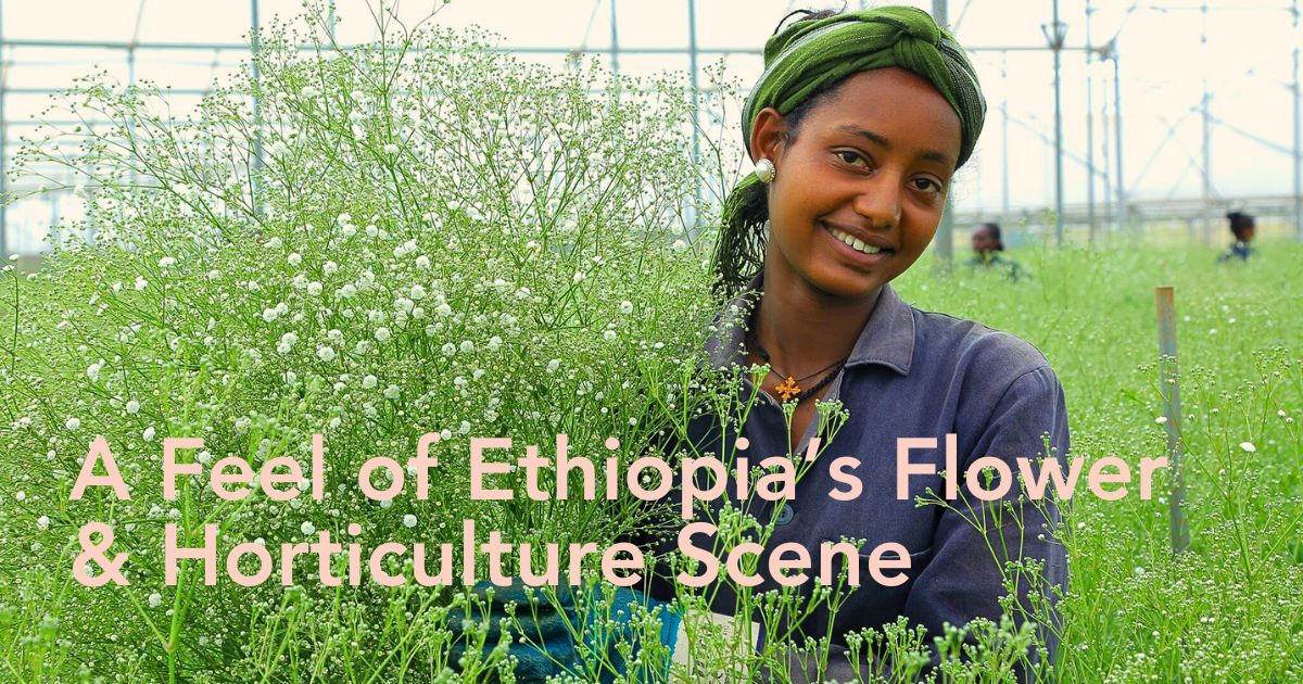 Why You Should Plan to Attend Ethiopia’s HortiFlora Expo 2025