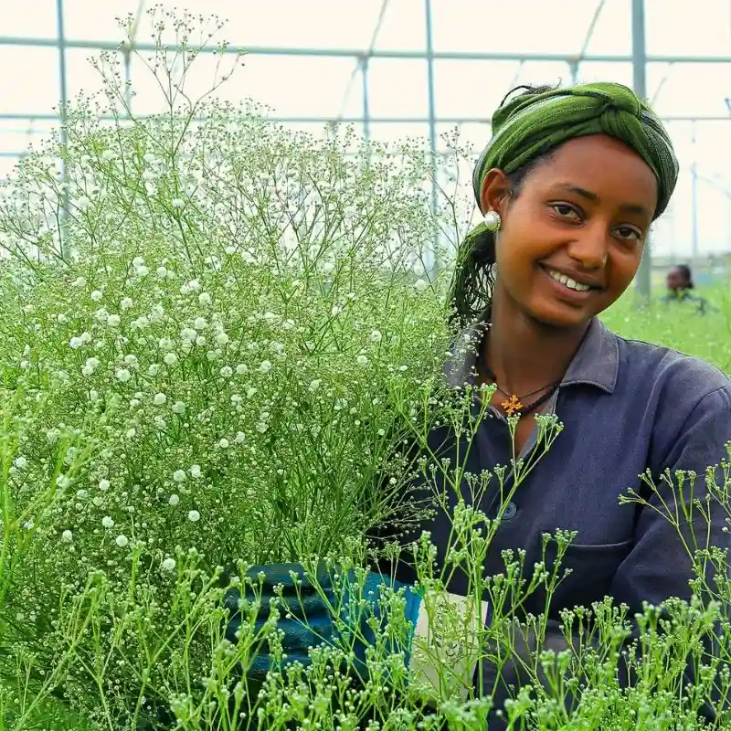 Why You Should Plan to Attend Ethiopia’s HortiFlora 2025