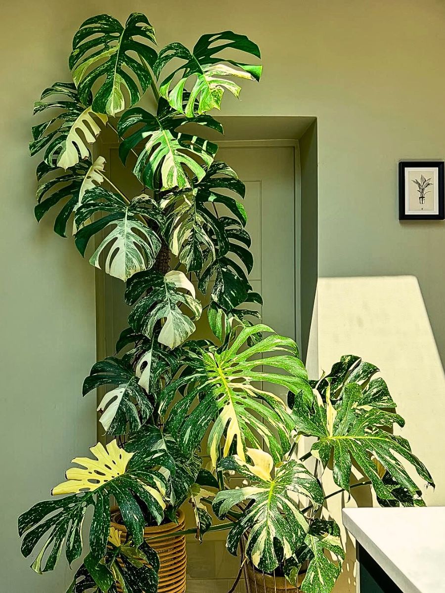 Lighting Guide for Indoor Plants