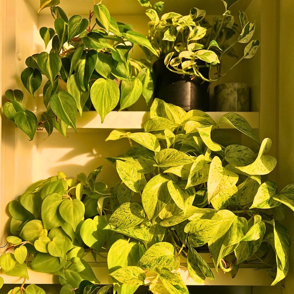 Lighting Guide for Indoor Plants