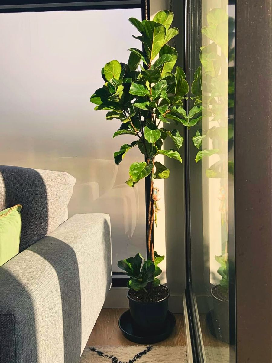 A Simple Lighting Guide for Indoor Plants