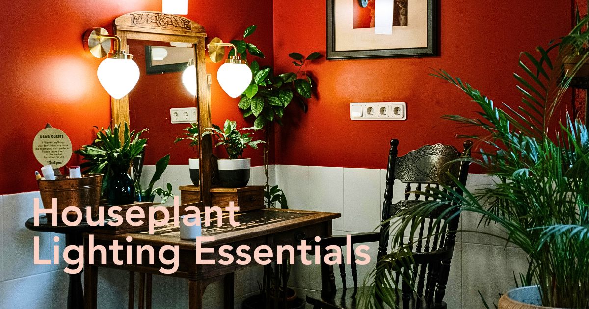 A Simple Lighting Guide for Your Indoor Plants