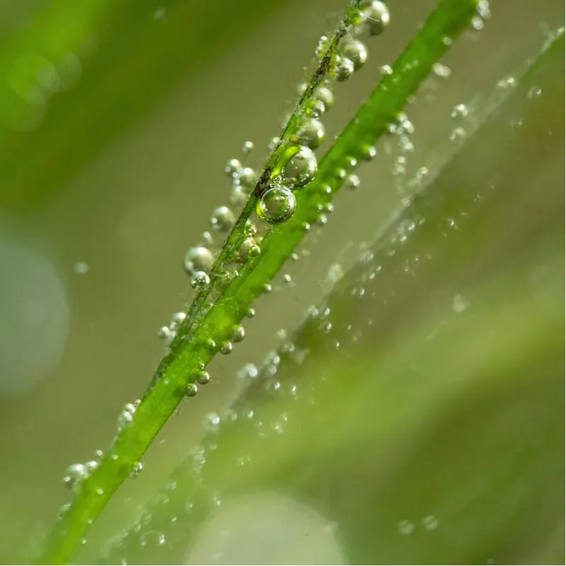 World Seagrass Day photo by Carlton Ward