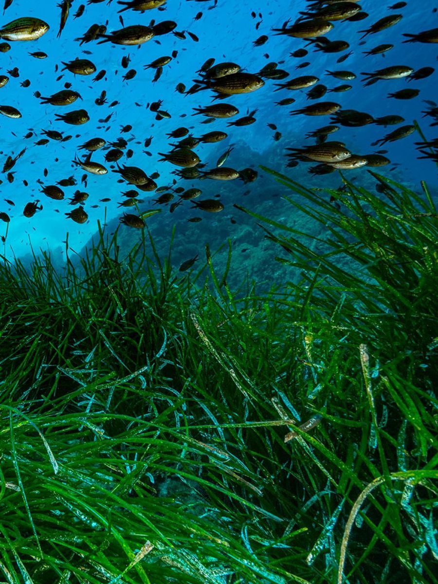 World Seagrass Day Photo by @alexis.rosenfeld