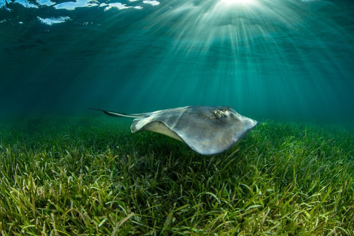 Photo Grace Underwater for World Seagrass Day First of March