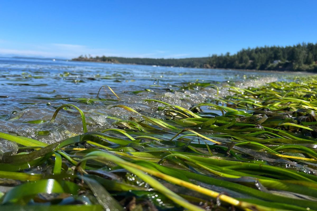 World Seagrass Day Saving the Earth