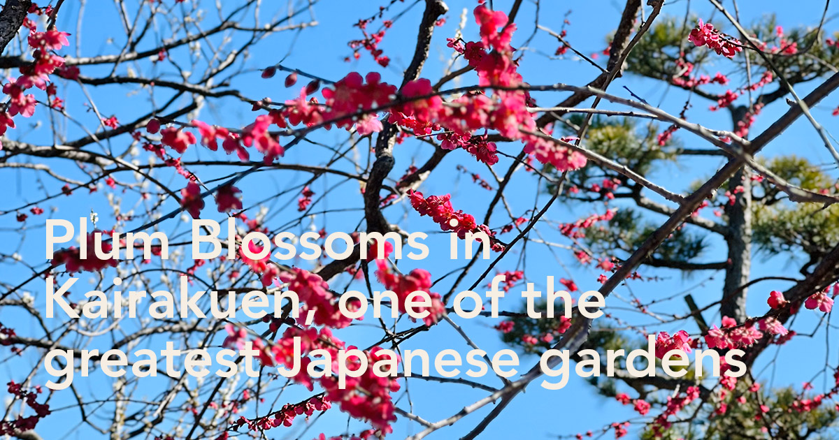 Plum blossoms in Japan's Kairakuen Garden