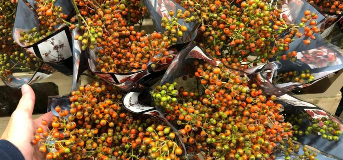 Rosehip Autumn - Cut Flowers - on Thursd for Peter's weekly Menu