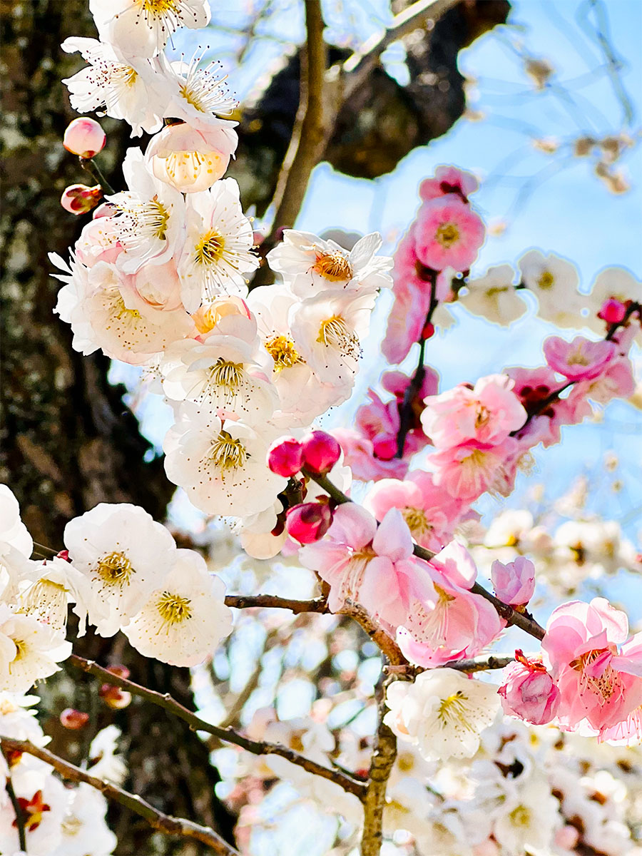 Plum blossoms in Mitos historic Kairakuen garden